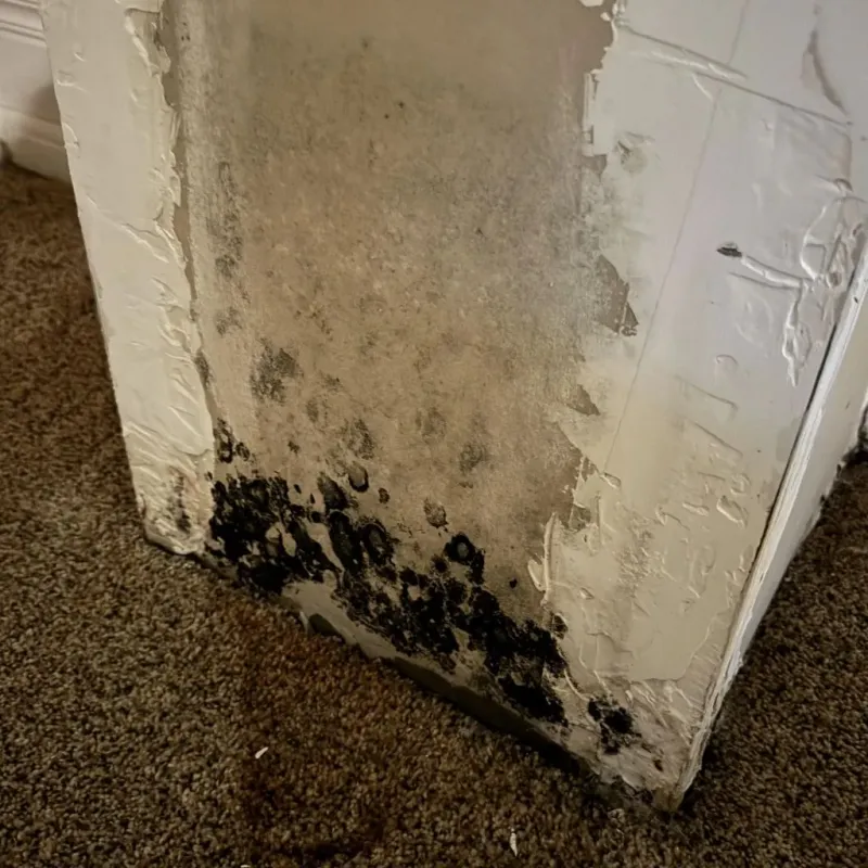 Professional Mold Removal in Taft, TX